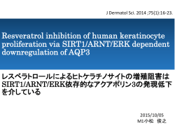 レスベラトロールによるヒトケラチノサイトの増殖阻害は SIRT1/ARNT