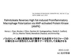 パルミトレイン酸は高脂肪食が誘導する炎症性マクロファージの 分極化を