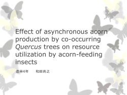 Effect of asynchronous acorn production by co