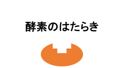 酵素のはたらき[パワーポイント文書]