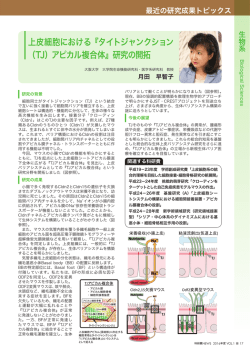 上皮細胞における『タイトジャンクション （TJ）アピカル複合体』研究の開拓