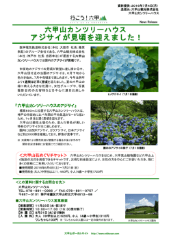 六甲山カンツリーハウス アジサイが見頃を迎えました！