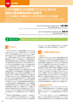 ヒトiPS細胞の分化誘導プロセスにおける 細胞の構造構築段階の重要性