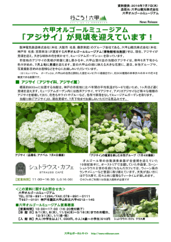 六甲オルゴールミュージアム 「アジサイ」が見頃を迎えています！