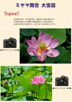 埼玉県行田市「古代蓮の里」の蓮の花と鷺の写真です。 行田蓮を含む 42
