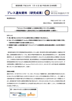 DNAメチル化制御による筋肉の再生メカニズムを解明