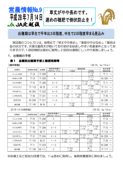 草丈がやや長めです。 遅めの穂肥で倒伏防止を！