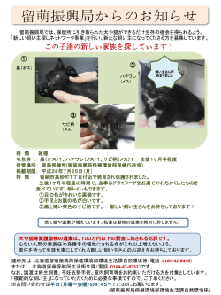 子猫 - 北海道留萌振興局