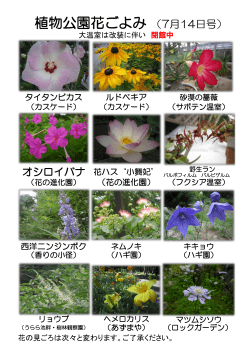 植物公園花ごよみ （7月14日号）