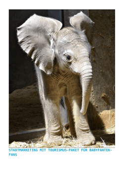 Stadtmarketing mit Tourismus-Paket für Babyfanten