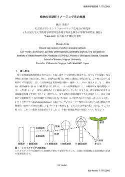 植物の初期胚イメージング系の発展