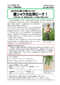 葉ショウガ出荷ピーク！