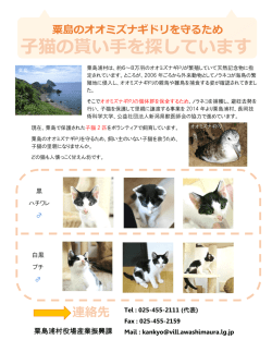子猫の貰い手を探しています