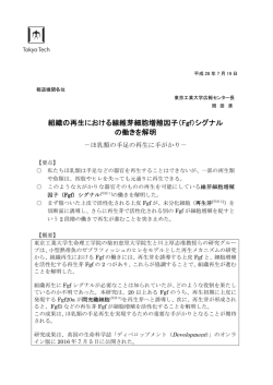 組織の再生における線維芽細胞増殖因子（Fgf）シグナル