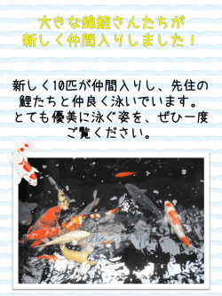 本館1階の池に大きな錦鯉が10匹仲間入りしました