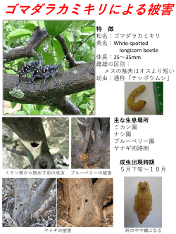 別紙:ゴマダラカミキリによる被害