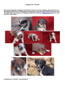 Hundepension „Grisette“ Wir suchen Flugpaten ab Malaga nach