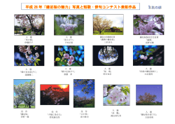 写真の部 - 木更津市鎌足桜保存会