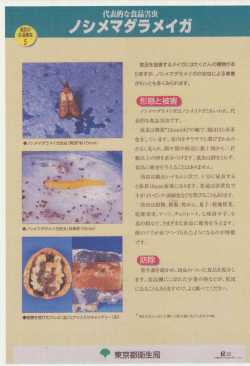 ノシメマダラメイガ（リーフレット）（PDF：217KB）