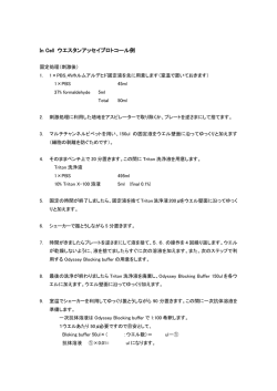 In Cell ウエスタン解析プロトコール例