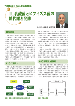 乳酸菌とビフィズス菌の糖代謝と発酵 - 一般社団法人全国発酵乳乳酸菌