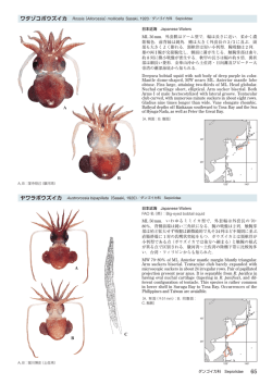 ワタゾコボウズイカ Rossia （Allorossia）mollicella Sasaki, 1920 ヤワラ