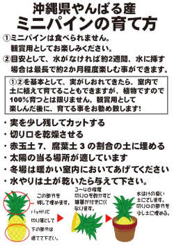 ミニパインの育て方