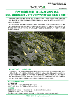六甲高山植物園 深山に咲く希少な花 約3，000株のキレンゲショウマの