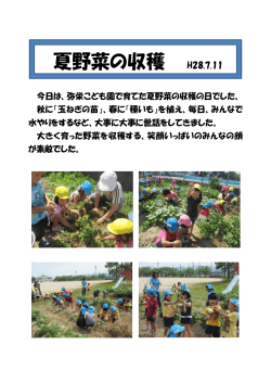 夏野菜の収穫（PDF：110KB）