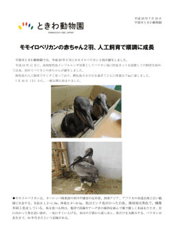 モモイロペリカンの赤ちゃん2羽、人工飼育で順調に成長