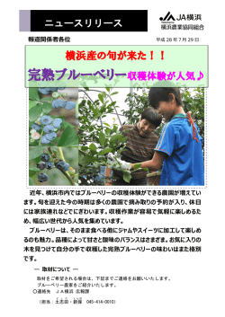 完熟ブルーベリー収穫体験が人気