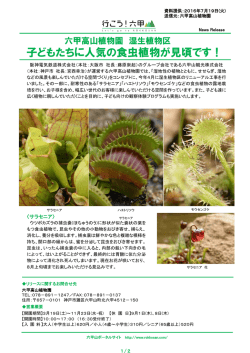 子どもたちに人気の食虫植物が見頃です！