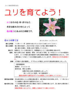ユリ栽培管理方法