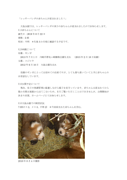 「レッサーパンダの赤ちゃんが産まれました！」 大島公園では