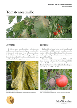 Tomatenrostmilbe - Aculops lycopersici