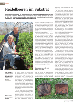 Heidelbeeren im Substrat