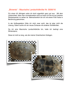 Brownie - Landschildkröten Stuttgart