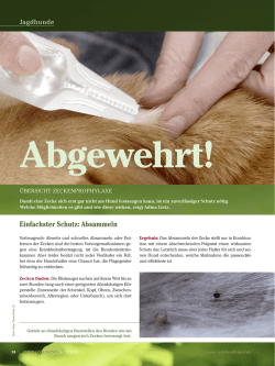 Zeckenprophylaxe für Hunde
