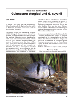 Guianacara stergiosi und G. cuyunii