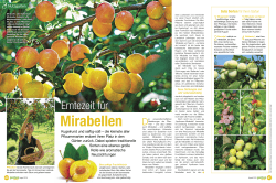 Mirabellen - Mein schöner Garten