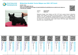 Bildschöne Scottish Terrier Welpen aus VDH / KfT Zucht