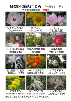 植物公園花ごよみ （8月17日号）