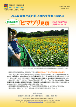 ヒマワリ見頃 - 国営ひたち海浜公園