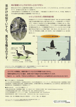 見 希少亜種シジュウカラガンとカナダガン