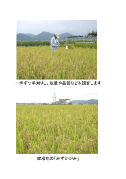 一坪ずつ手刈りし、収量や品質などを調査します 収穫期の「みずかがみ」