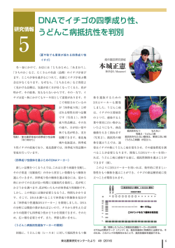 DNAでイチゴの四季成り性、 うどんこ病抵抗性を判別