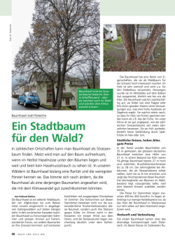 Ein Stadtbaum f&uuml;r den Wald?