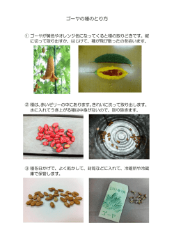 ゴーヤの種のとり方（PDF：256KB）