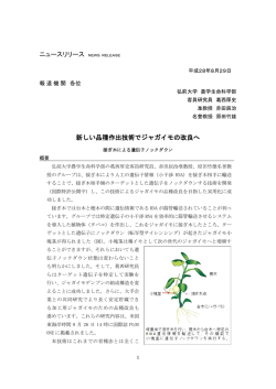 新しい品種作出技術でジャガイモの改良へ