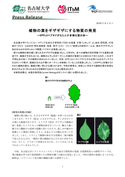 植物の葉をギザギザにする物質の発見